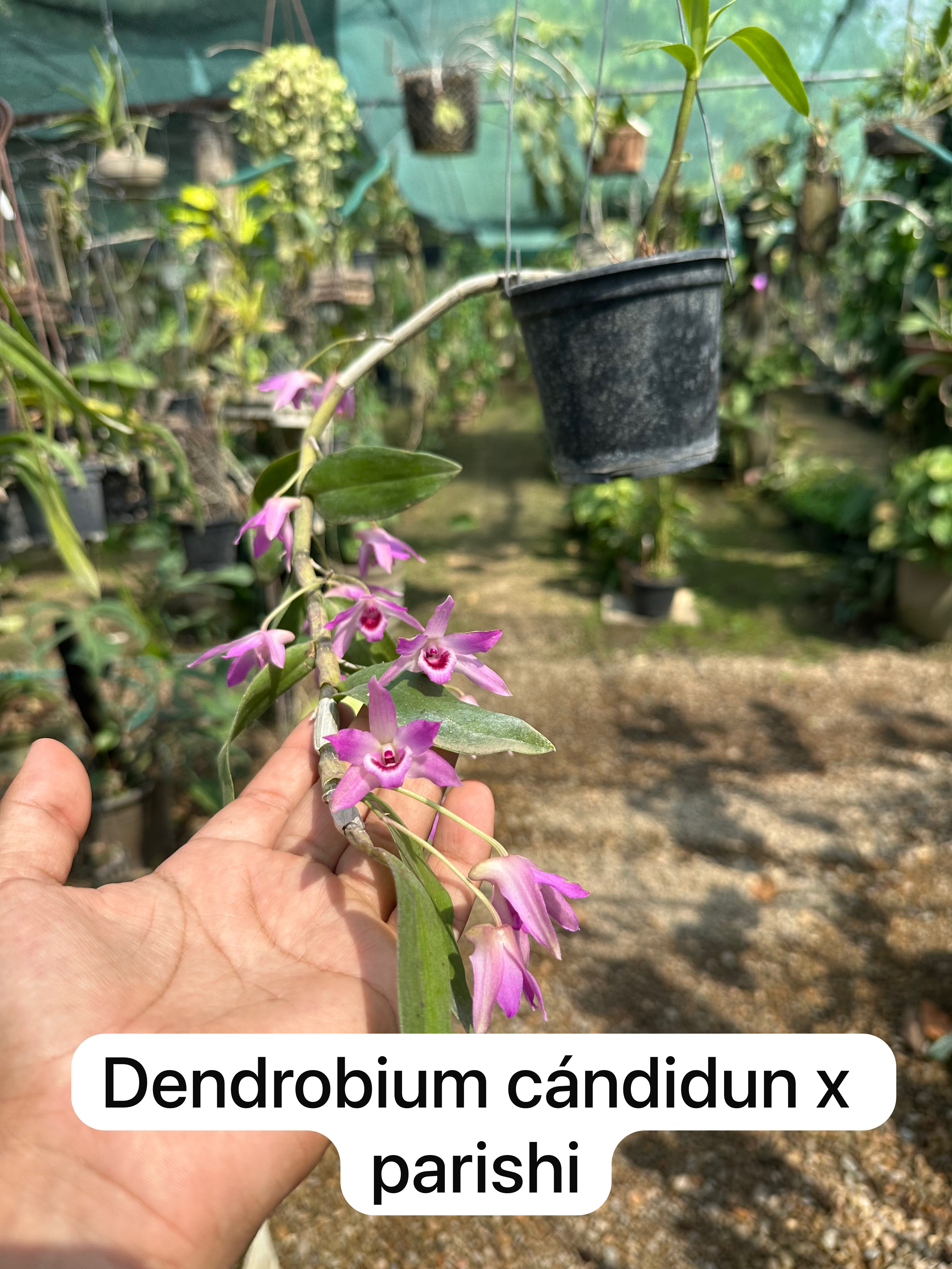 Dendrobium candidun x parishi