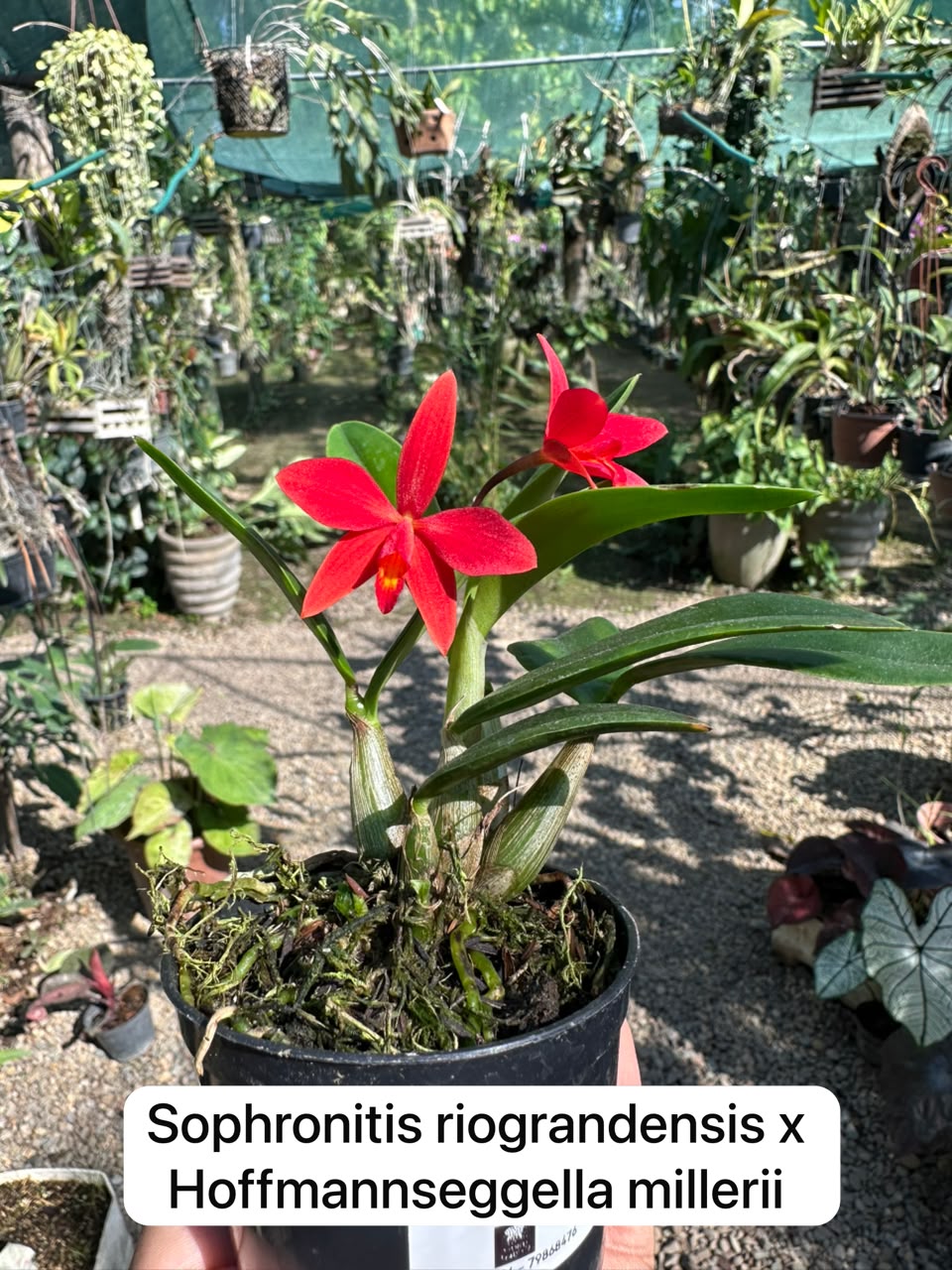 Sophronitis riograndesis x Hoffmannseggella milleri