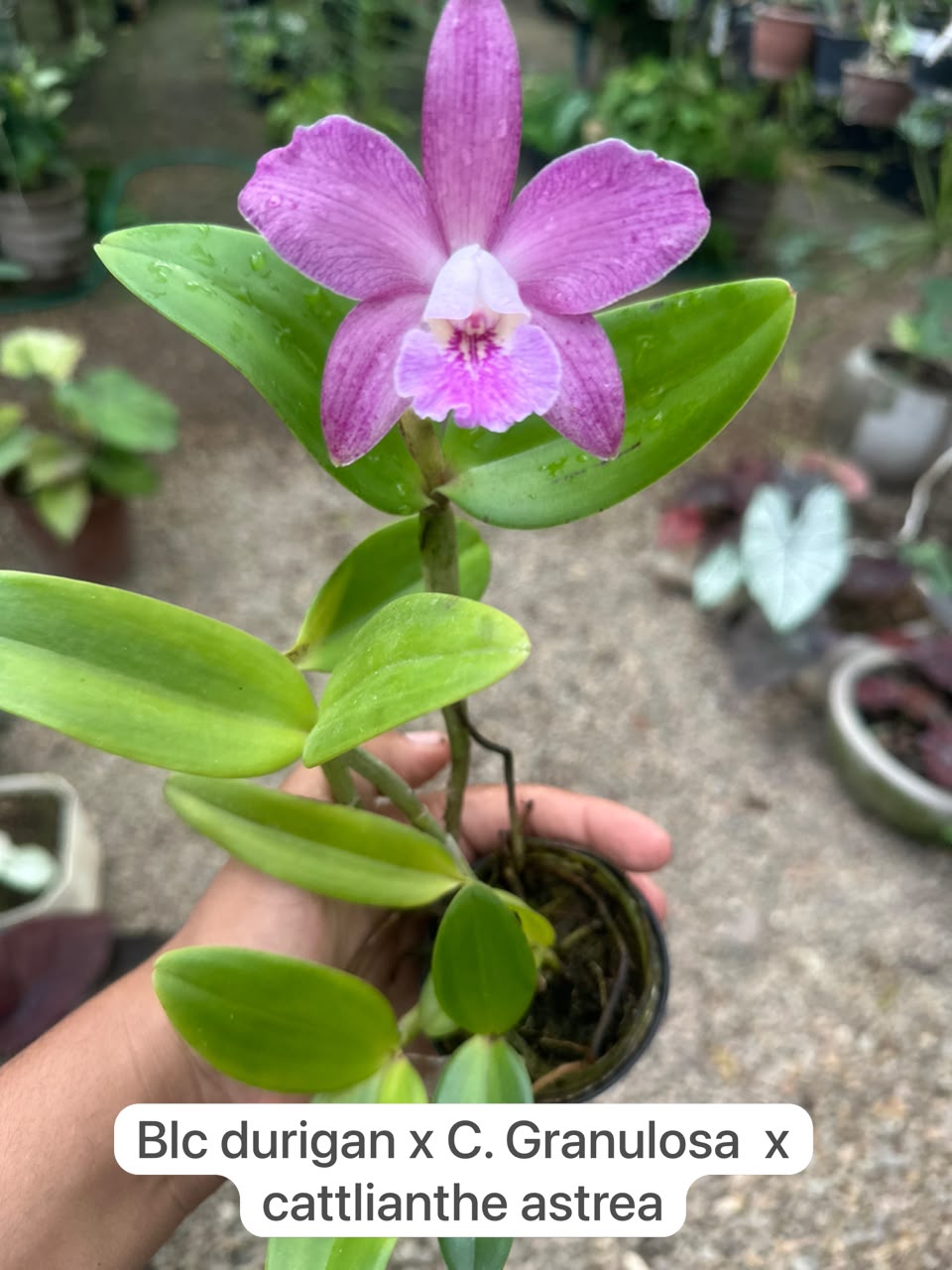 Blc durigan x C. Grandulosa x cattlianthe
