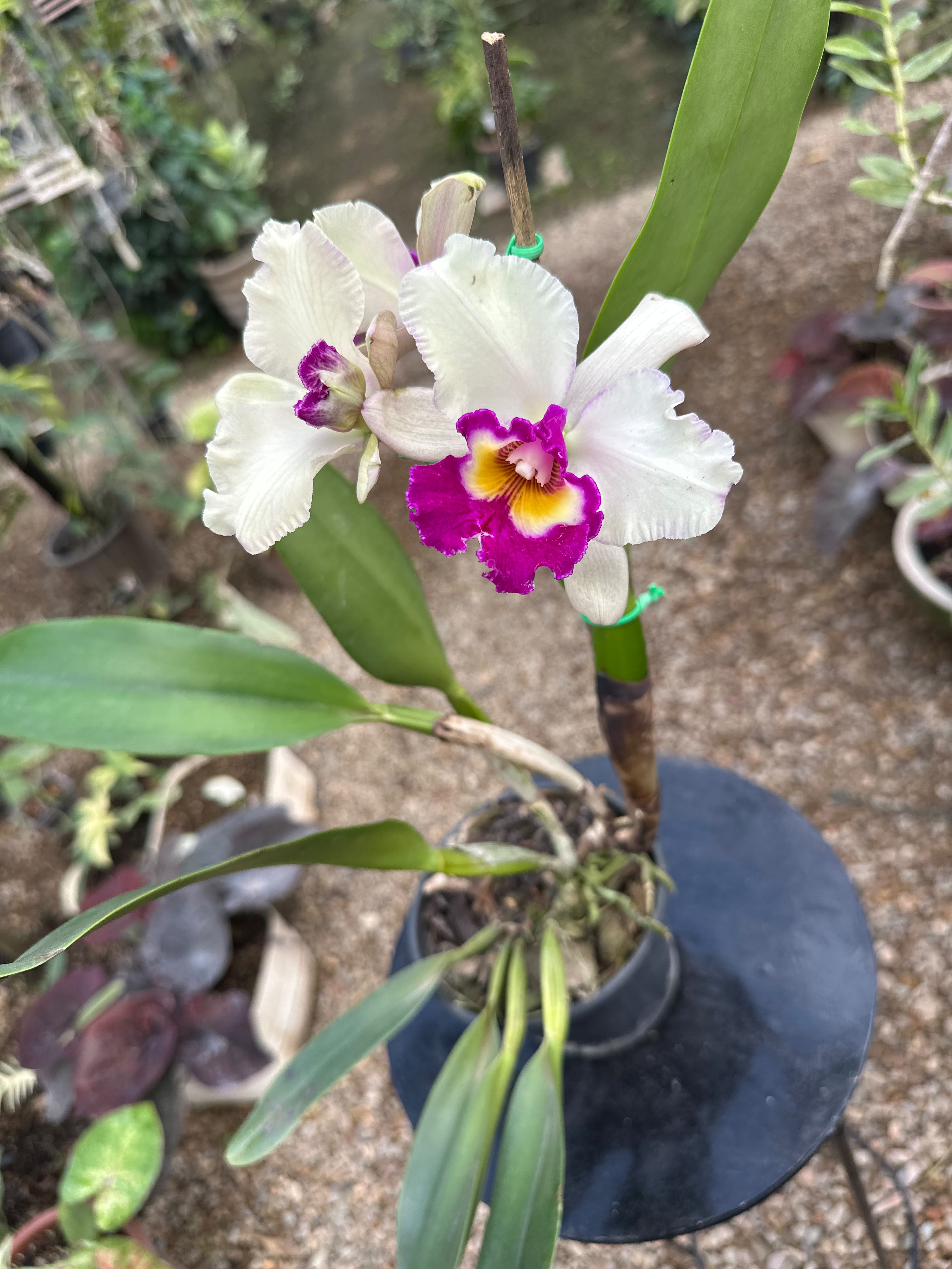 cattleya hibrido