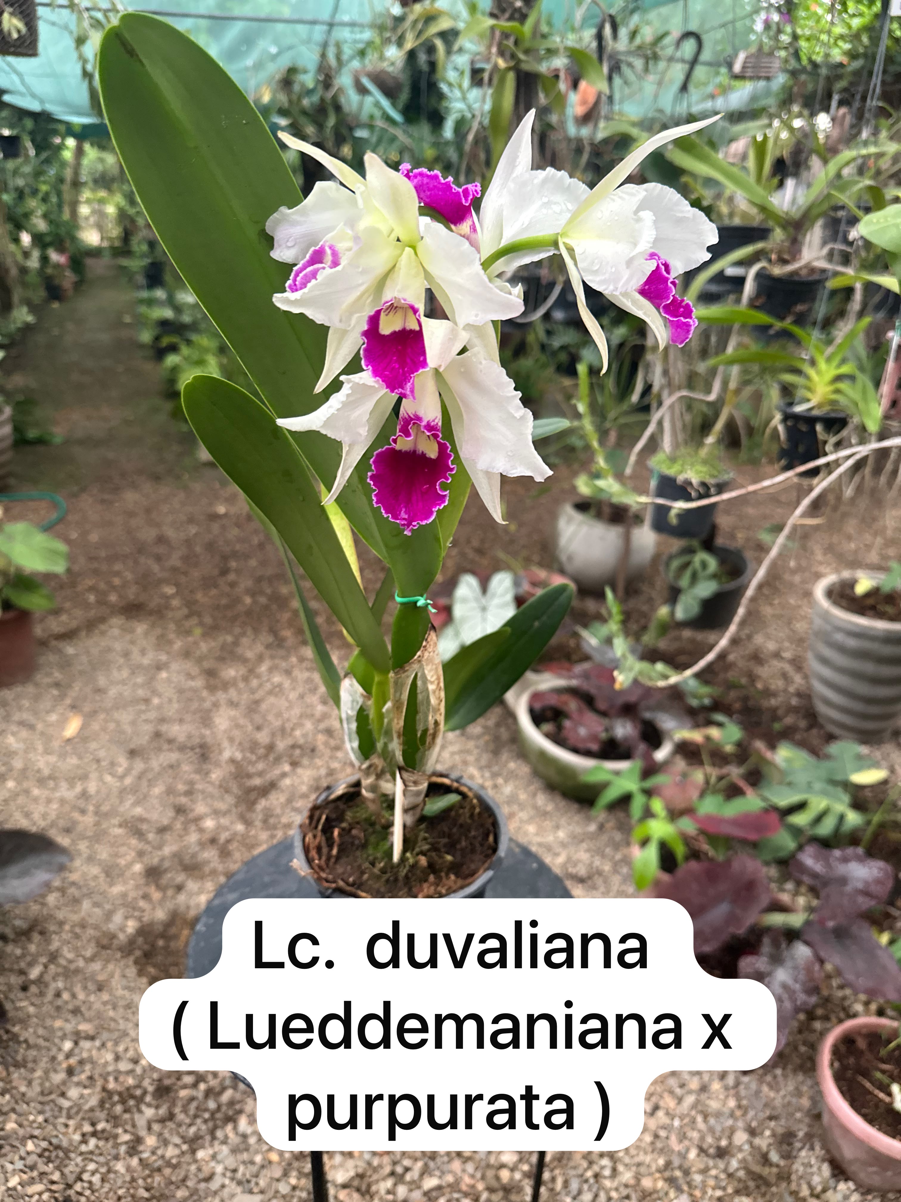 Lc. duvaliana ( Lueddemaniana x purpurata )